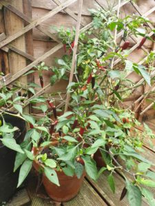 A chili plant in a garden