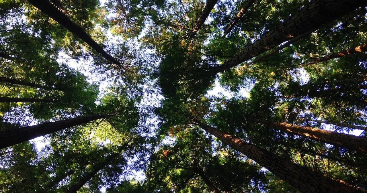 The view of a forest and sky looking up from the ground